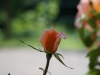 DSC00855