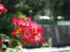 DSC00867