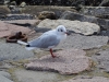 DSC01020
